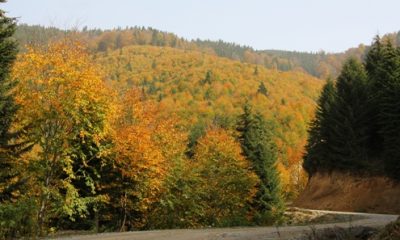 Güce Dağları Sonbahar Güzelliği İle Büyülüyor