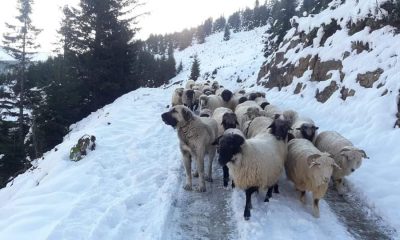 Güce’de Yaylacılar Köye Dönüş Yolunda