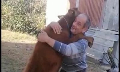 Kaybolan Dana Sahibini Görünce Boynuna Sarıldı