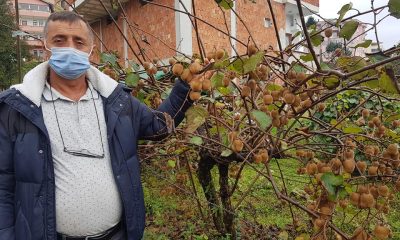 Güce Ziraat Odasından Erken Hasat Uyarısı