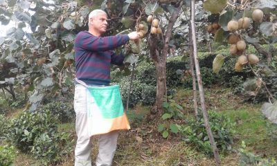 Güce’de Kivi Hasadı Devam Ediyor