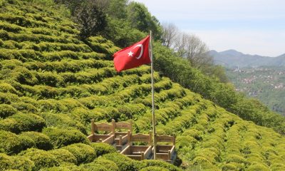 Güce’de şehit mezarlarında düzenleme çalışması yapıldı