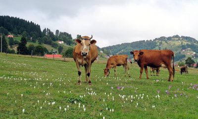 Vargit Çiçekleri Yaylaları Süslemeye Başladı