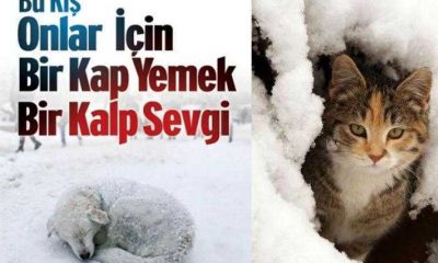 ‘Soğuk Kış Günlerinde Sokak Hayvanlarını Unutmayalım’