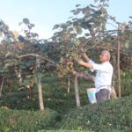 Güce’de Kivi Hasadı Başladı