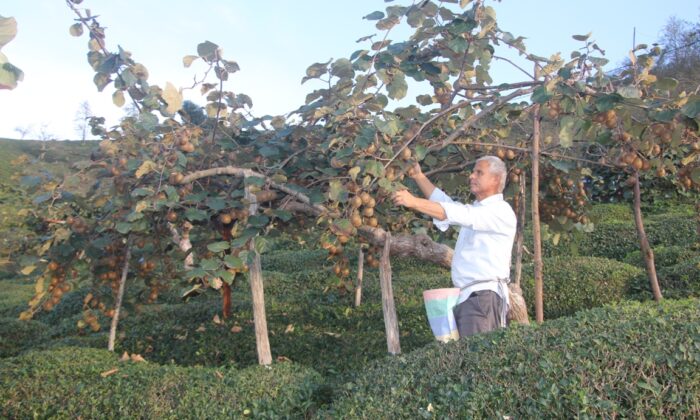 Güce’de Kivi Hasadı Başladı