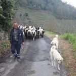 Güce’de Yayla Dönüşü Hız Kazandı