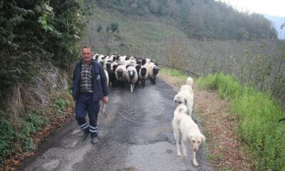Güce’de Yayla Dönüşü Hız Kazandı