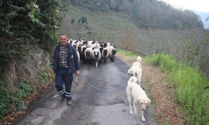Güce’de Yayla Dönüşü Hız Kazandı